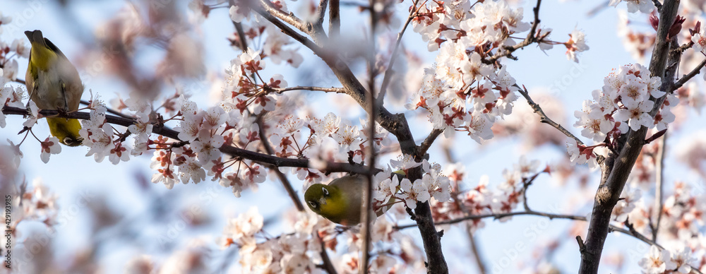 White eyes bird is tweeting on cherry blossom in Spring Yamadaike Park Hirakata City Osaka, Japan. White eyes bird is tweeting on cherry blossom in Spring Yamadaike Park Hirakata City Osaka, Japan.