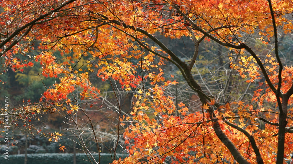 The beautiful autumn landscape with the colorful autumn leaves on the trees in the forest The beautiful autumn landscape with the colorful autumn leaves on the trees in the forest