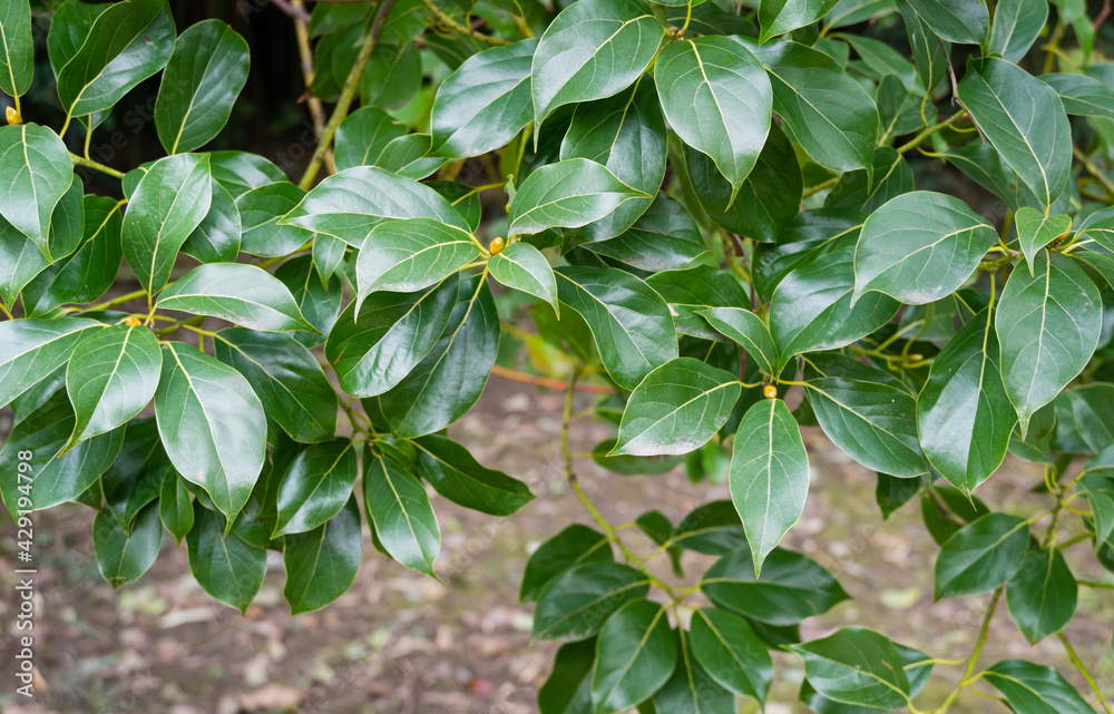 Shiny evergreen leaves of False Camphor tree (Cinnamomum glanduliferum) or Nepal camphor tree in spring Arboretum Park Southern Cultures in Sirius (Adler) Sochi. Beautiful nature for any design Shiny evergreen leaves of False Camphor tree (Cinnamomum glanduliferum) or Nepal camphor tree in spring Arboretum Park Southern Cultures in Sirius (Adler) Sochi. Beautiful nature for any design