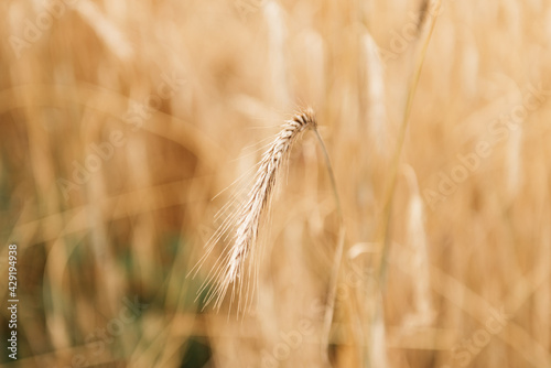 Eco-farming: Field with mature wheat spikes at sunset light