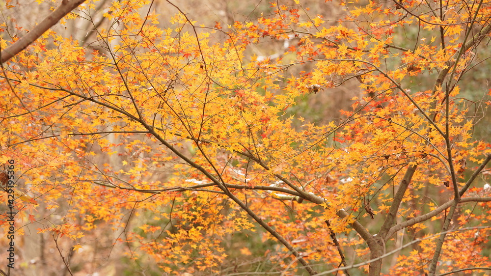 The beautiful autumn landscape with the colorful autumn leaves on the trees in the forest