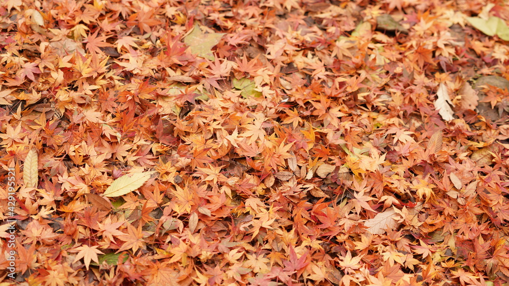 The ground fully covered by the dropped colorful autumn leaves on it in autumn The ground fully covered by the dropped colorful autumn leaves on it in autumn