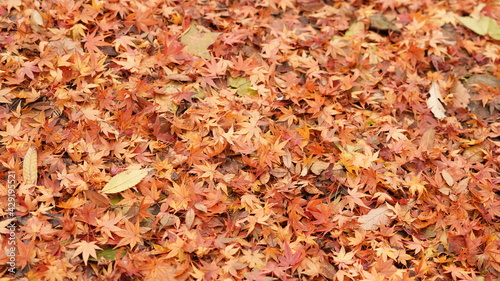 The ground fully covered by the dropped colorful autumn leaves on it in autumn