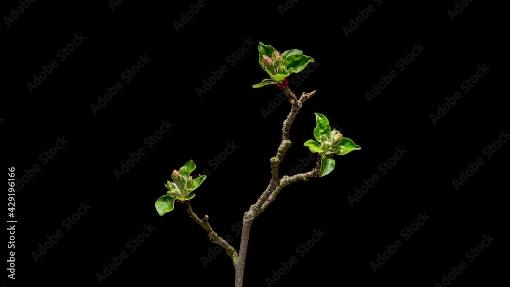 4K Time Lapse of flowering white Apple flowers on black background. Spring timelapse of opening beautiful flowers on branches Apple tree.