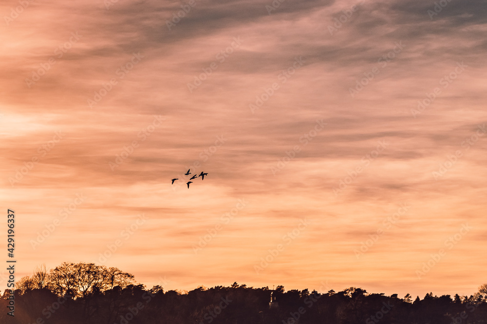 Birds flying high up in the air in spring during sunset over a big field outside