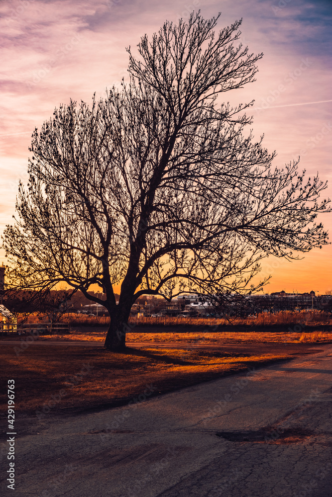 Tree standing alone in a flat landscape during spring in the sunset Tree standing alone in a flat landscape during spring in the sunset