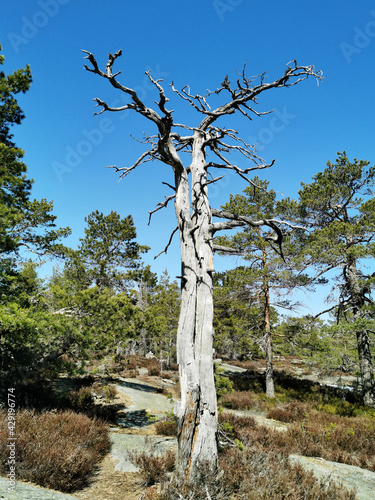 Old bold pine tree in the forest in Norway photo