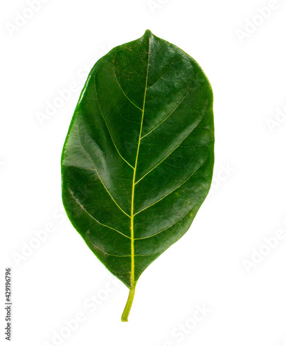 Isolated leaves jack fruit on the white background