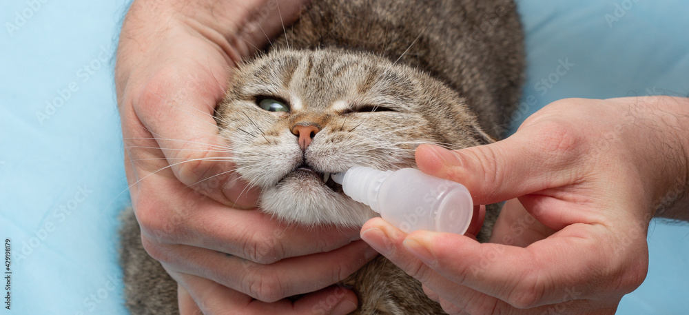 The owner makes a preventive examination of the cat. Cleans ears, eyes, gives drops. Pet care. Close-up. Place for an inscription. Copyspace The owner makes a preventive examination of the cat. Cleans ears, eyes, gives drops. Pet care. Close-up. Place for an inscription. Copyspace