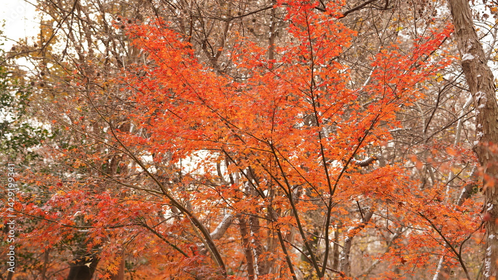 The beautiful autumn view with the colorful autumn leaves on the trees in the forest The beautiful autumn view with the colorful autumn leaves on the trees in the forest