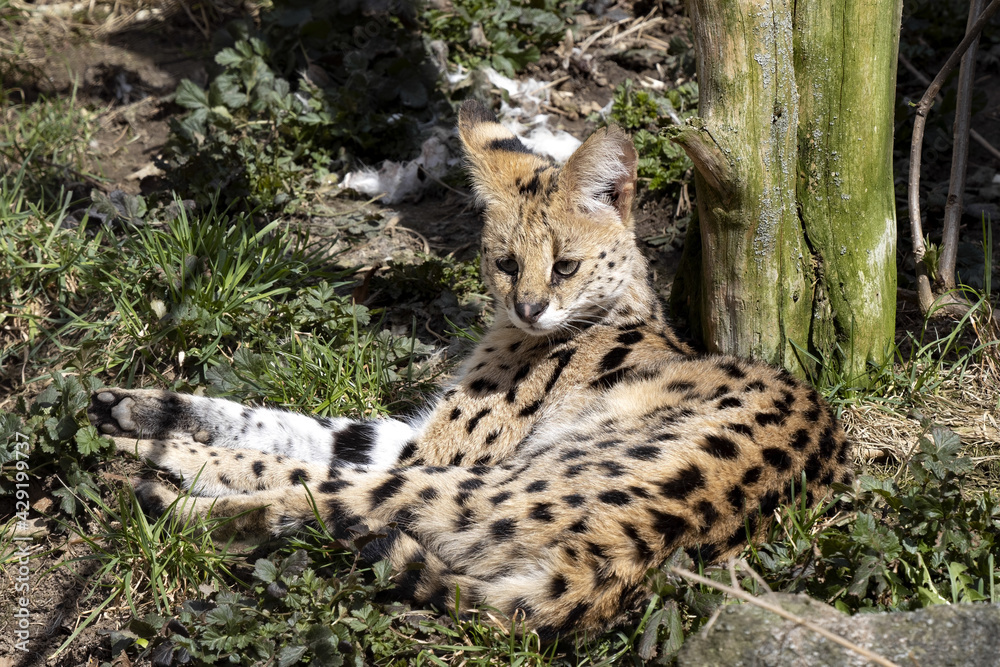 Serval, Leptailurus serval, lying in the grass and resting Serval, Leptailurus serval, lying in the grass and resting