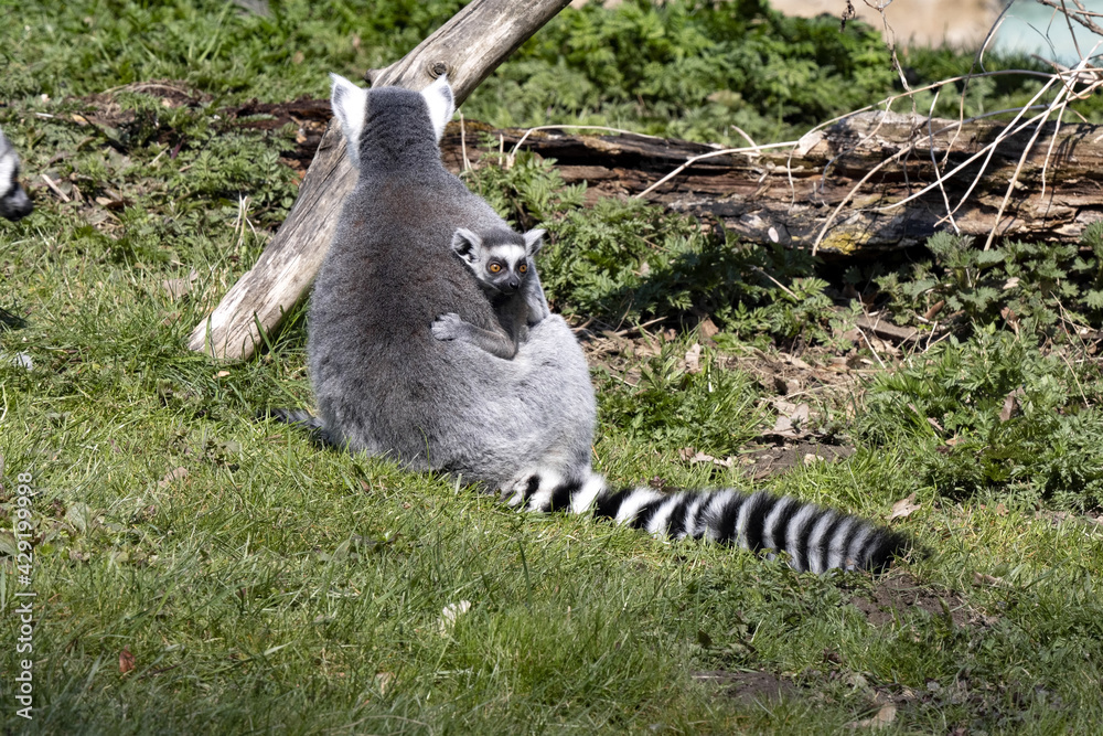 Obraz premium Female Ring-tailed Lemur, Lemur catta, with a small cub