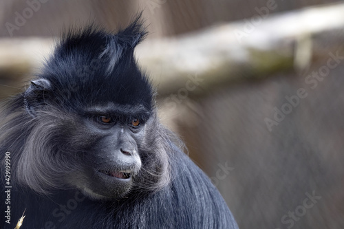 Portrait of an angry Black mangabey, Lophocebus aterrimus, seeing something nearby