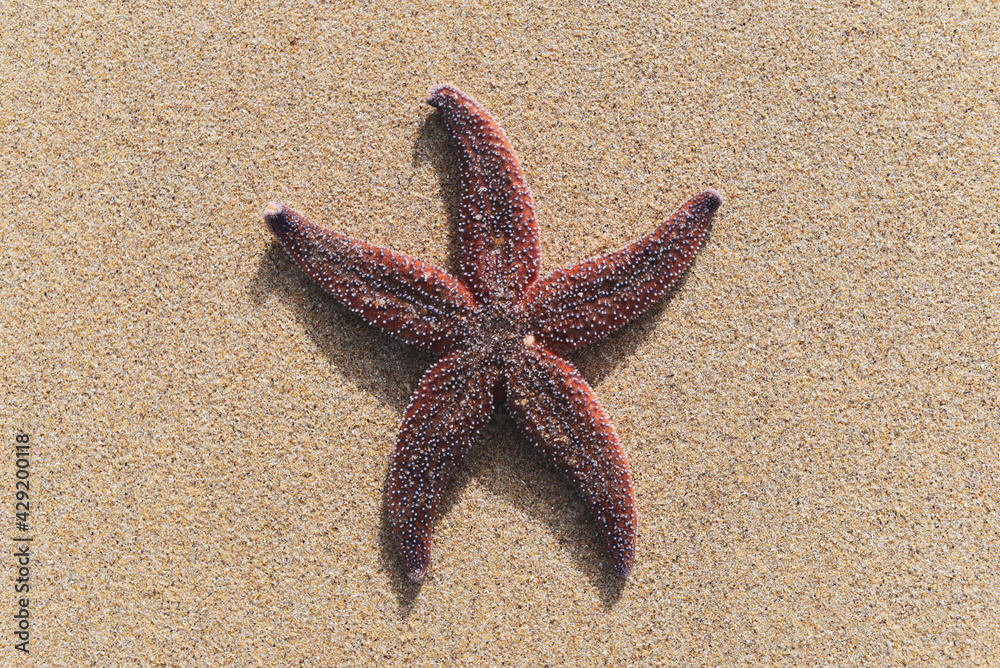 Colorful starfish lying on sand with copy space. Colorful starfish lying on sand with copy space.