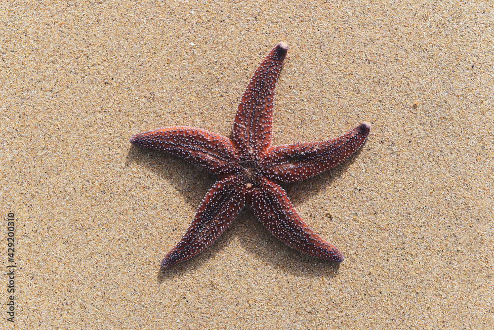 Colorful starfish lying on sand with copy space. Colorful starfish lying on sand with copy space.