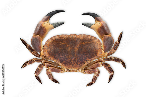 Big raw crab isolated on white background