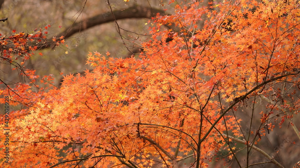 The beautiful autumn view with the colorful autumn leaves on the trees in the forest The beautiful autumn view with the colorful autumn leaves on the trees in the forest