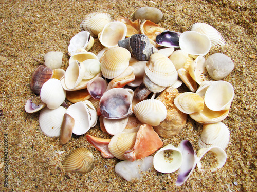 Seashells on the sand. Top view. Summer beach background.