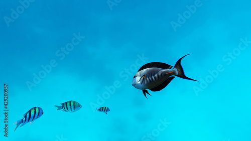 Underwater tropical fishes in blue sea background in coral reef. 