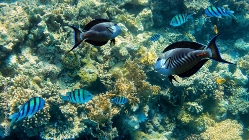 Underwater coral reef. and tropical fishes in blue sea 