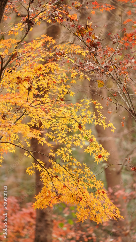 The beautiful autumn view with the colorful autumn leaves on the trees in the forest