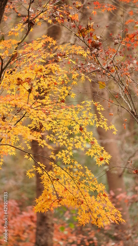 The beautiful autumn view with the colorful autumn leaves on the trees in the forest