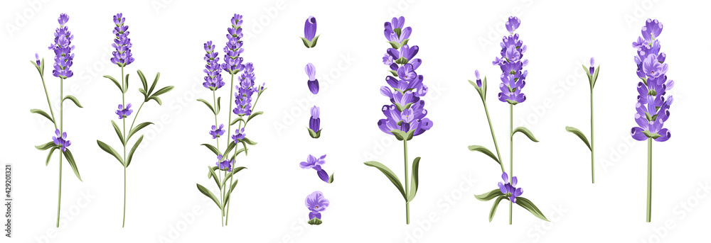 Fototapeta premium Set of differents lavender branches on white background.