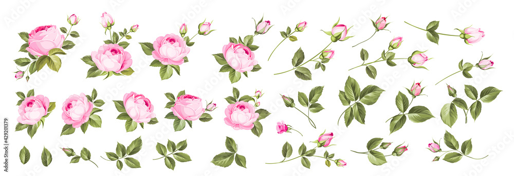Naklejka Set of differents roses on white background.