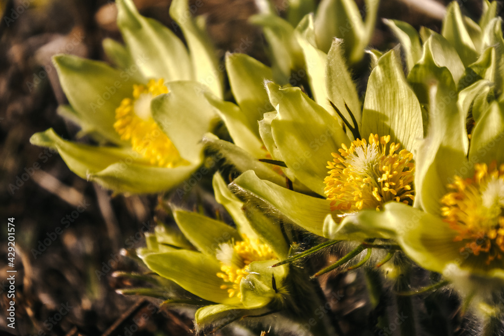yellow flowers in the garden