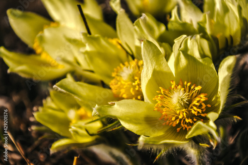 yellow flower