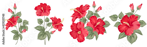 Set of differents hibiscus on white background. photo