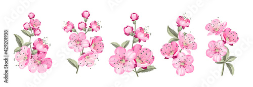 Set of differents sakura on white background.