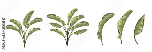 Set of differents banana leaves on white background.