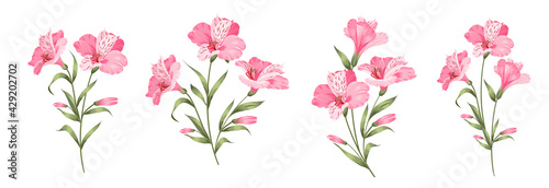 Set of differents alstroemeria flowers on white background. photo