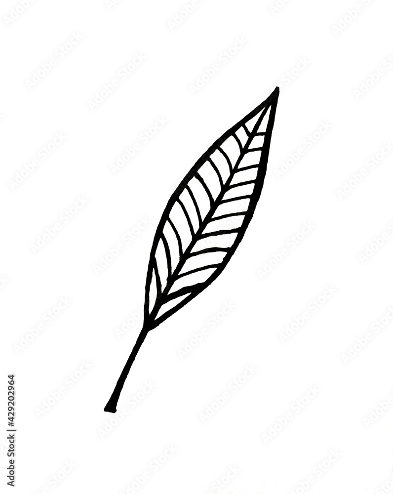 feather isolated on white background feather isolated on white background
