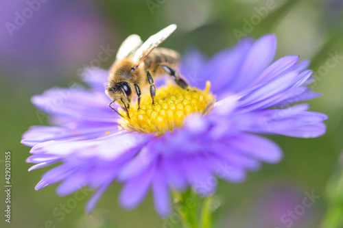 Bee - Apis mellifera - pollinates Michaelmas daisy - Aster novi-belgii photo