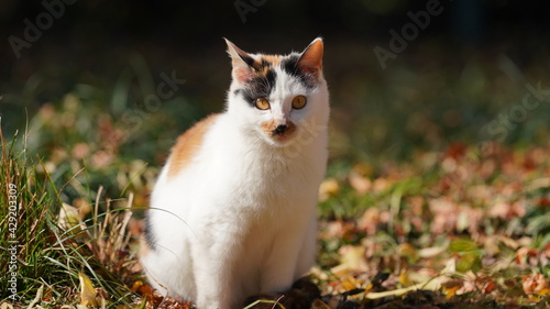 Photography The wild cats playing in the park with the warm sunlight on them