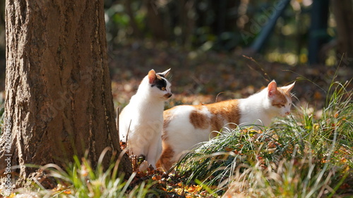 The wild cats playing in the park with the warm sunlight on them © Bo