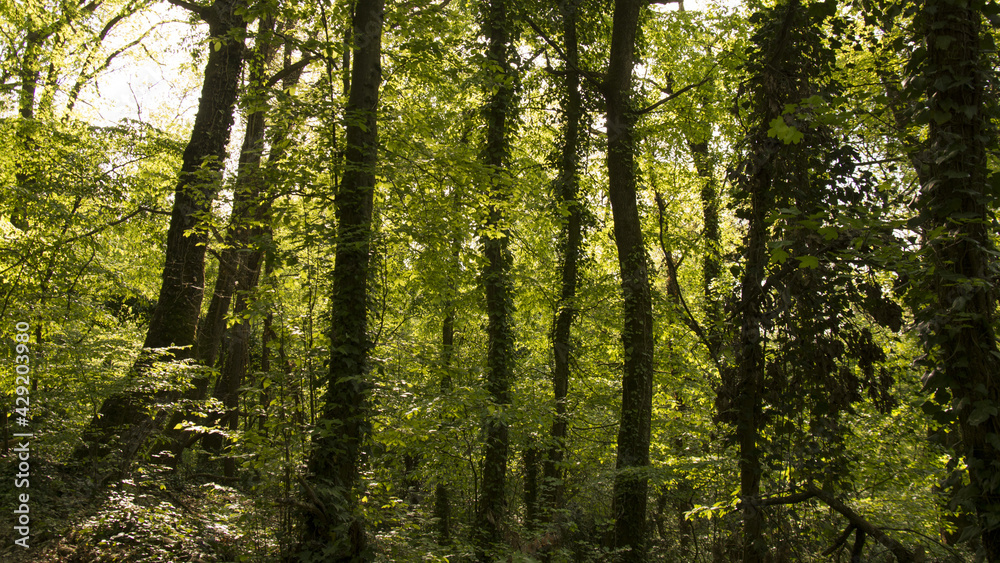 Obraz premium alberi