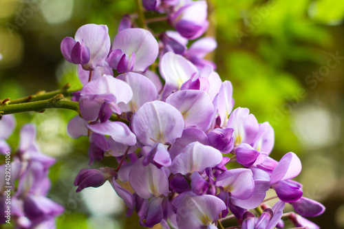 Beautiful Purple colorful spring summer background featuring lose up of wisteria flower 