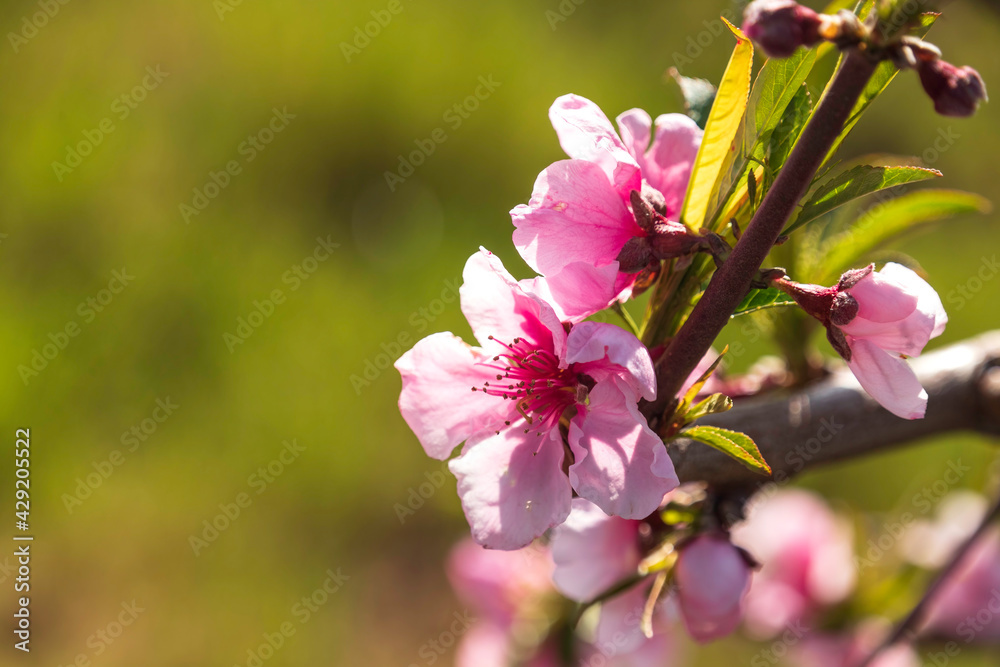 Obraz premium Pink flowers of nectarine tree close-up on blurred background