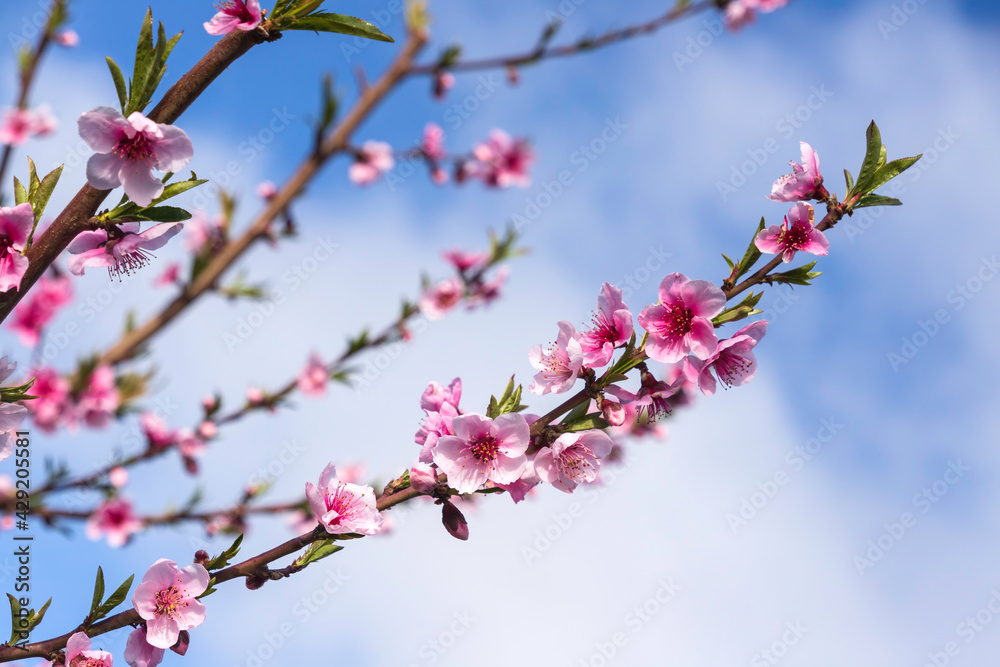 Pink flowers on branches of nectarine tree close-up against blue sky Pink flowers on branches of nectarine tree close-up against blue sky