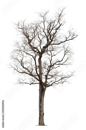 Dead tree isolated on a white background, clipping path.