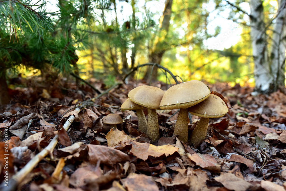 Fototapeta premium Group of the edible brown cap boletus among the grass and moss in autumn forest. Awesome fungus Aspen Mushroom against the background of green vegetation in of sunbeams. Birch bolete