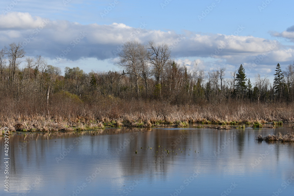 Spring scene of marsh and wetlands along river front 