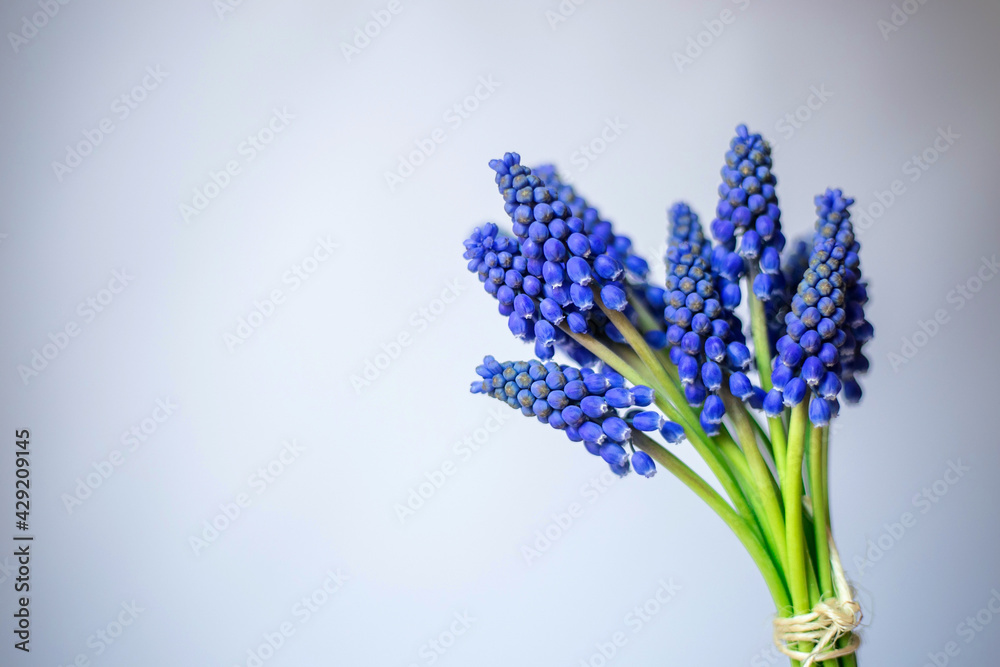 Fototapeta premium grape hyacinth muscari bouquet on a gray background