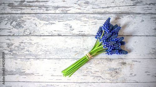 Blue muscari flowers (Grape hyacinth) on wooden background