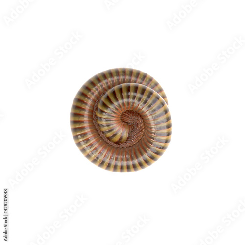 Millipede curls in separate circles on white background.