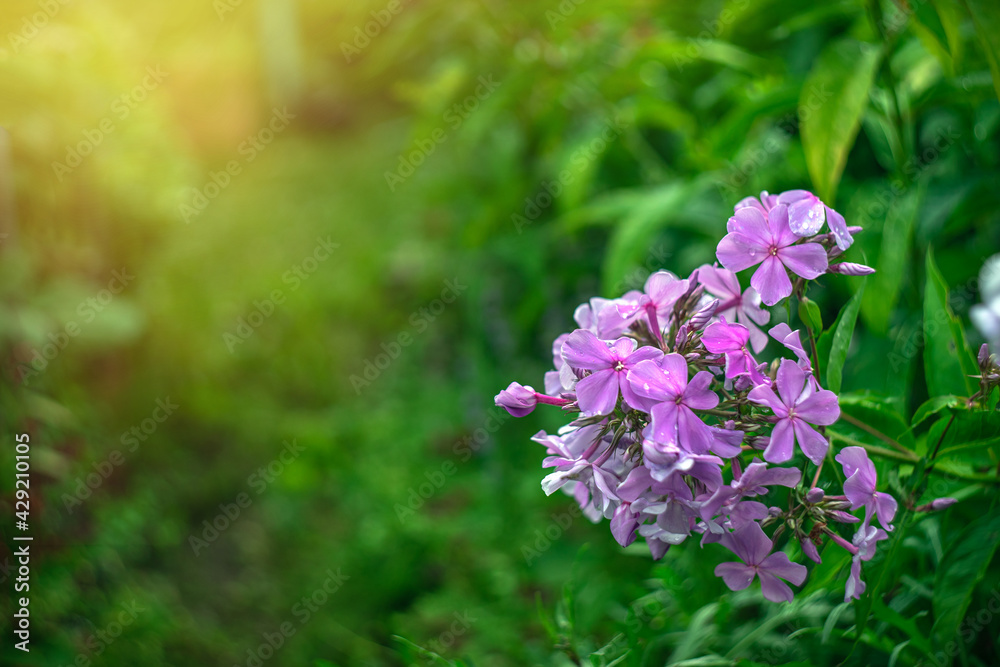 Pink phlox flowers in the garden on a shrub Pink phlox flowers in the garden on a shrub
