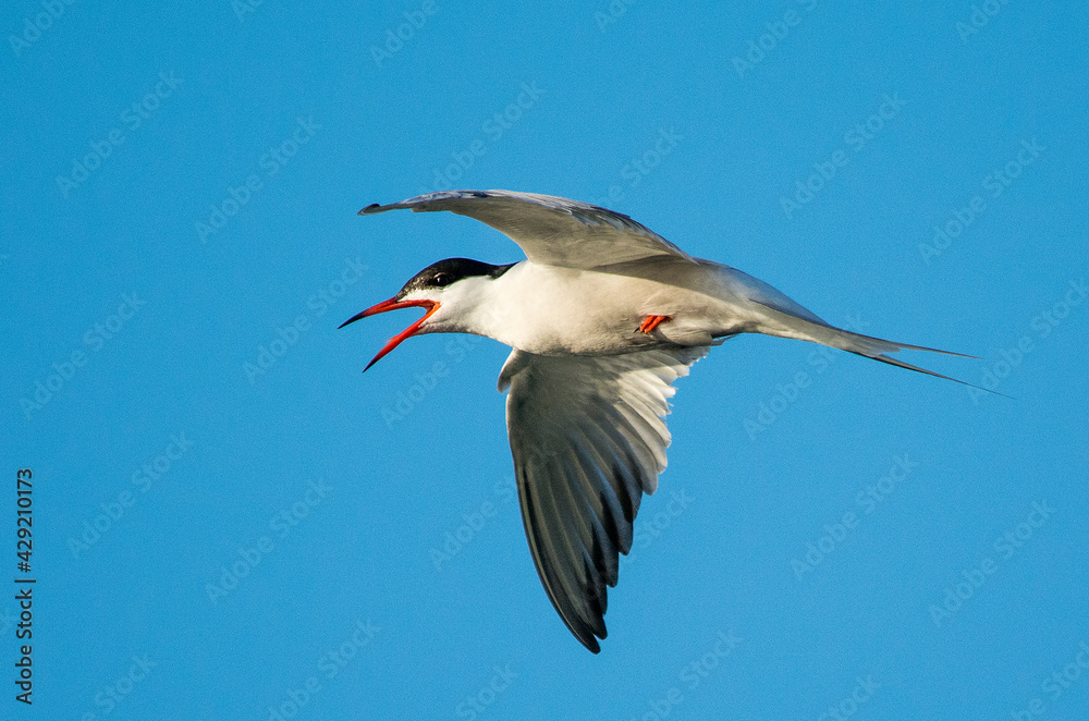 Obraz premium Sterna comune